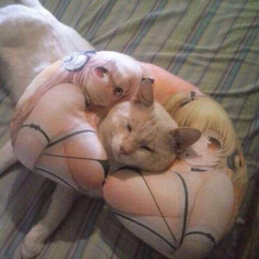 млекопитающее комнатный Человек