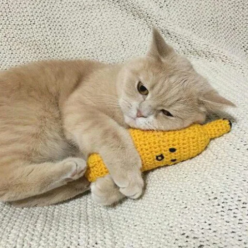 животное кошки малого и среднего размера кошачьи