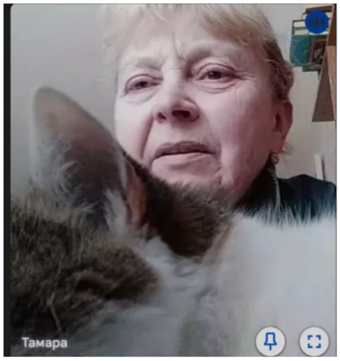 кошка домашняя кошка кошки малого и среднего размера