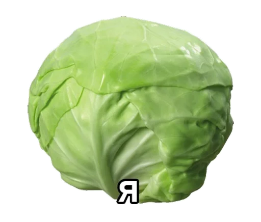 овощ капуста дикая капуста