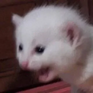 Стикер mlo8r📦 - 6