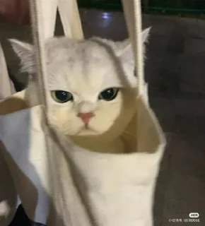 Стикер mlo8r📦 - 9