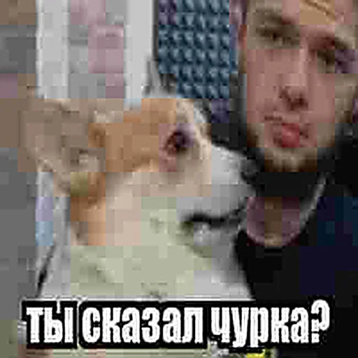 СМС млекопитающее животное