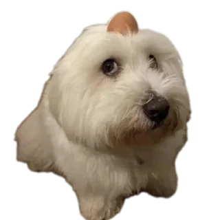 Стикер mma - 11