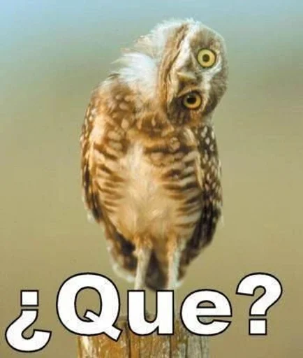 animal bird bird of prey