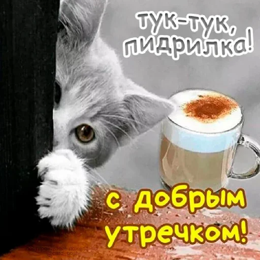 animal coffee drink