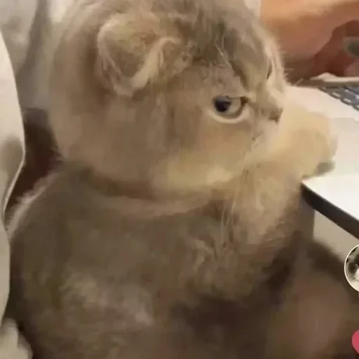 mammal animal indoor