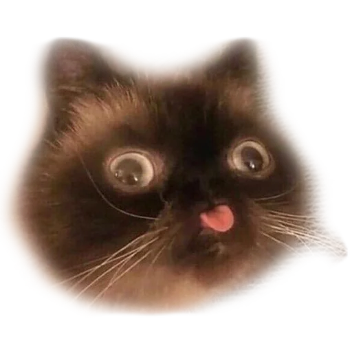 animal cat small to medium-sized cats