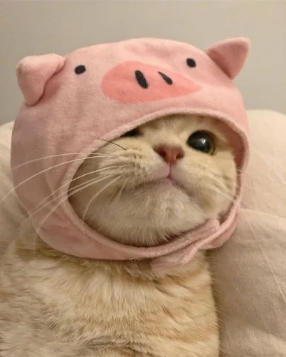 cat pink animal