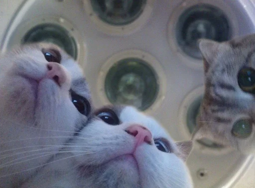 small to medium-sized cats cat felidae