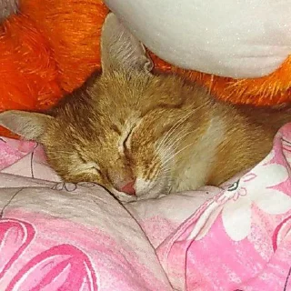 Sticker Shlyapa2.0 @Andronpl - 6