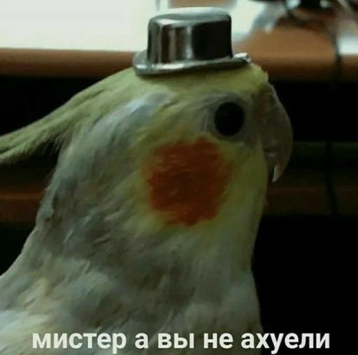 parrot animal bird