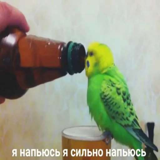 animal bird drink
