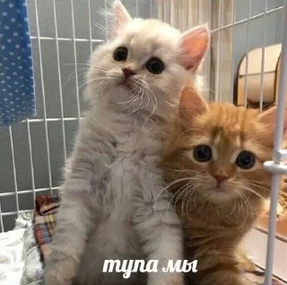 Sticker хуйня - 9