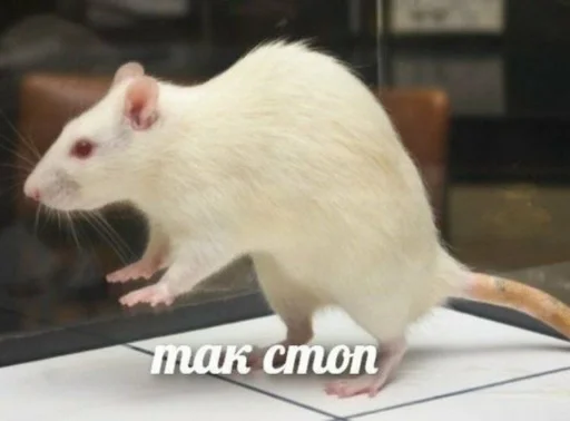 animal mammal rodent