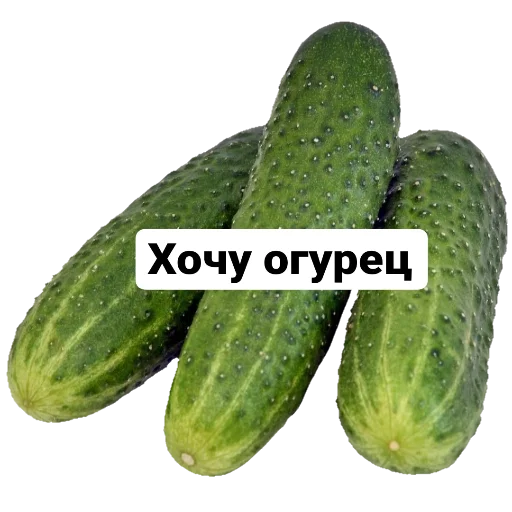 cucumber vegetable zucchini