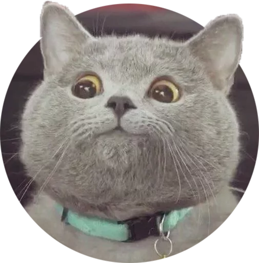 Стикер Mnogo Favorite stickers (maybe) 💁🏼‍♂️ by @fStikBot - 5