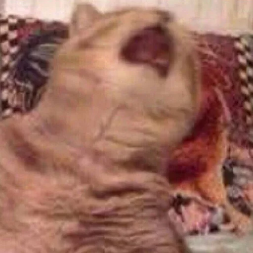 Стикер Mnogo Favorite stickers (maybe) 💁🏼‍♂️ by @fStikBot - 2