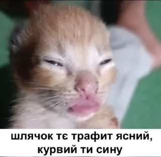 Sticker @mojaFosa налїпки - 0