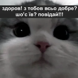 Sticker @mojaFosa налїпки - 5