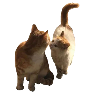 Sticker @mokryy_asphalt - 7