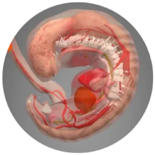 Sticker момо - 2