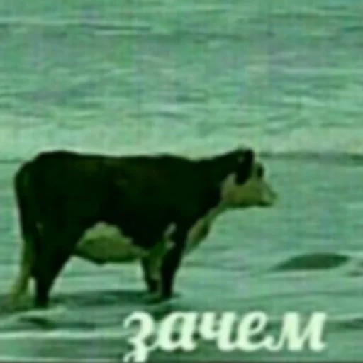 animal mammal cattle