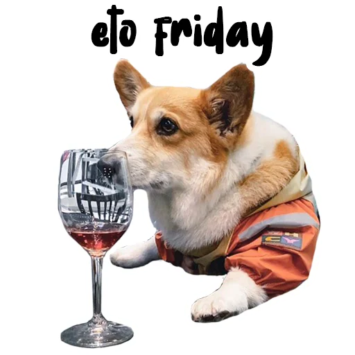 animal pet dog breed