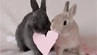 Стикер moncherry2 @SozdaiStickeriBot - 9