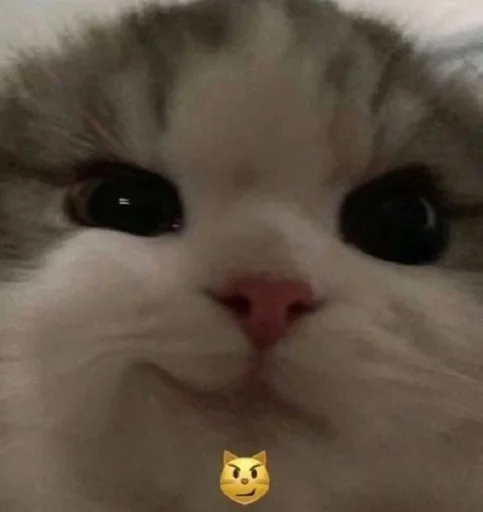 Моника хуеника - 