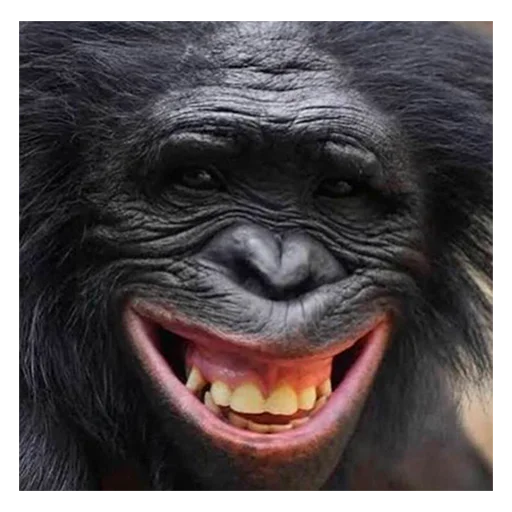 mammal animal primate