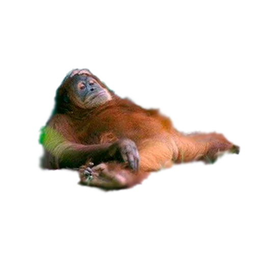 animal invertebrate underwater