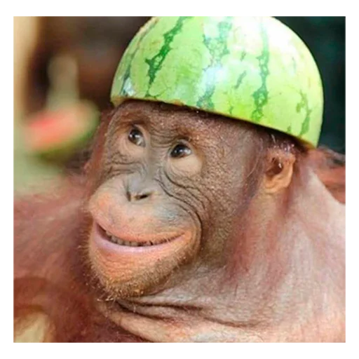 mammal animal primate