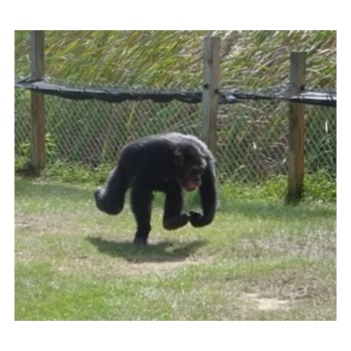 animal mammal outdoor