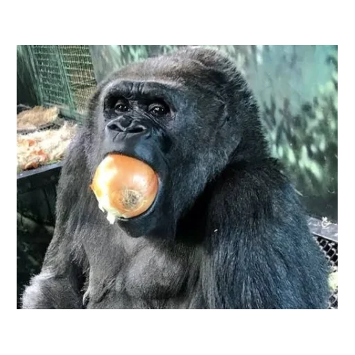 animal mammal primate