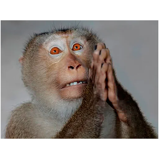 animal mammal primate