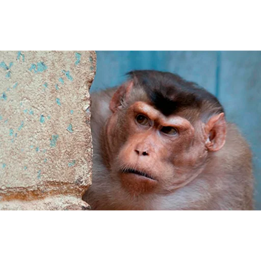 animal mammal primate