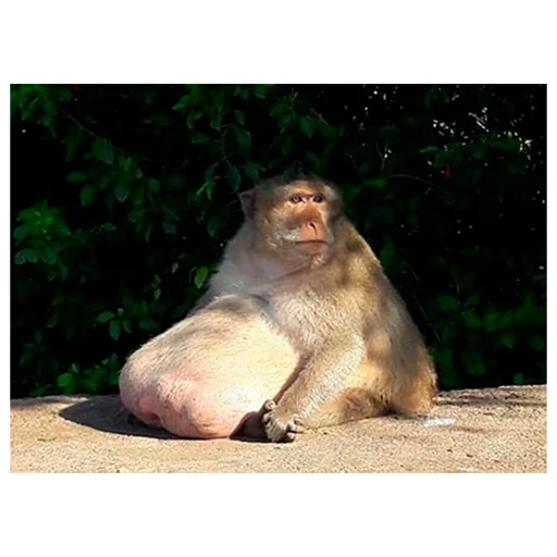 animal mammal primate