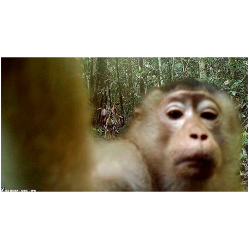 animal mammal primate