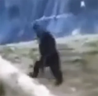 Стикер monke gang - 8