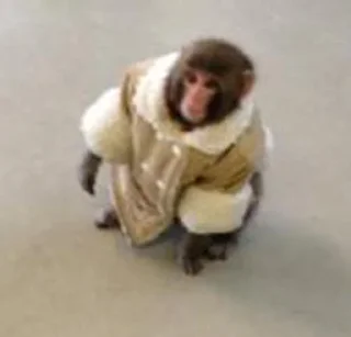 Стикер monke gang - 5