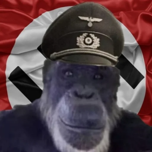 mammal man human face