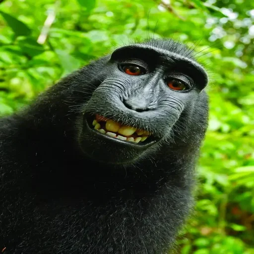 animal mammal primate