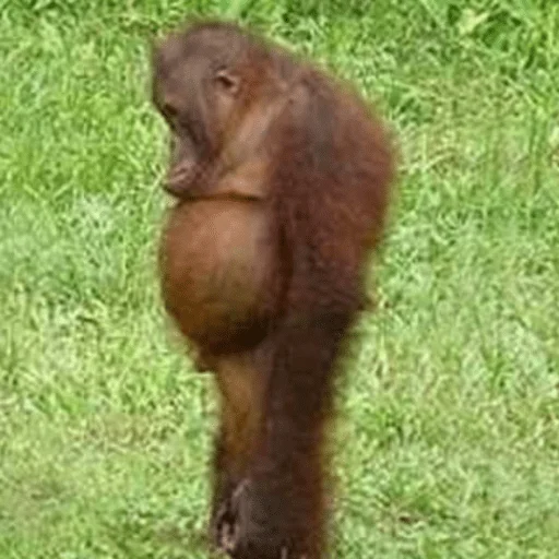 Стикер cutie monkey by irin＾∇＾ - 11