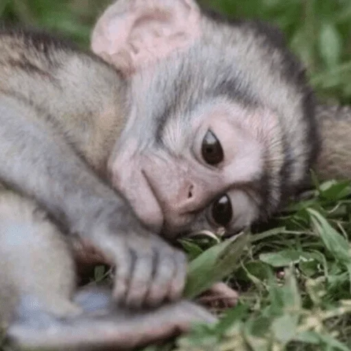 Стикер cutie monkey by irin＾∇＾ - 0