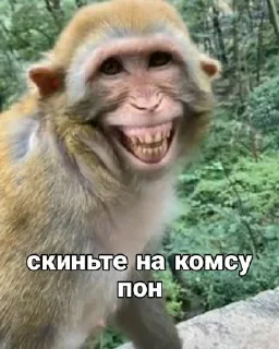 Стикер @papadontshorti | @papadontshorti - 3