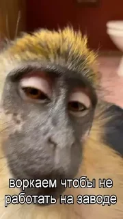 Стикер @papadontshorti | @papadontshorti - 4