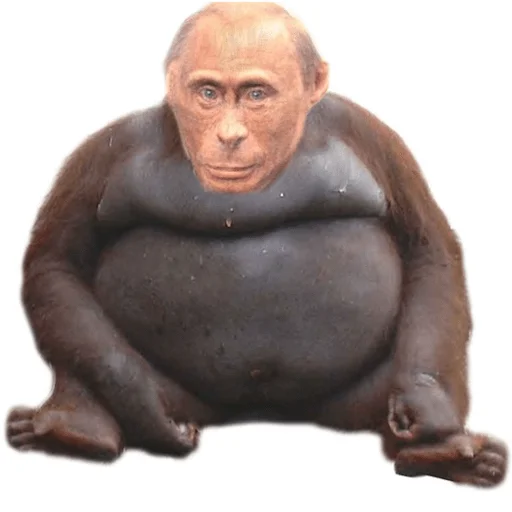 primate animal mammal