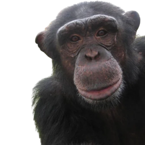 Monkeys @DXXMSHXXPDEBIL - animal