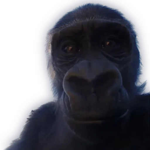 животное примат млекопитающее